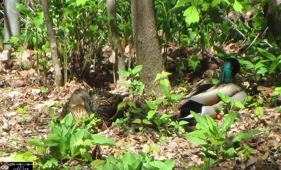 Como Zoo conservatory, MN Mallards in nest